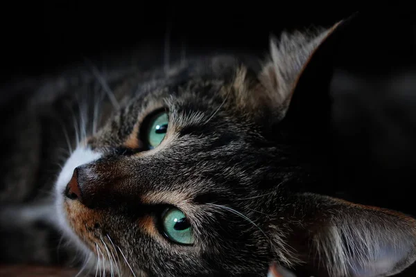 Onlar bizim için hayatın bir sayfası ve biz de onların tüm hayatıyız. Güzel bir yemekten sonra fotoğraf çekiminde bir kedi.