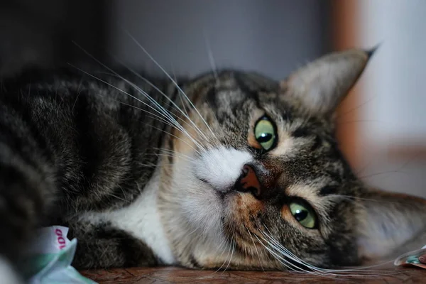 Onlar bizim için hayatın bir sayfası ve biz de onların tüm hayatıyız. Güzel bir yemekten sonra fotoğraf çekiminde bir kedi.