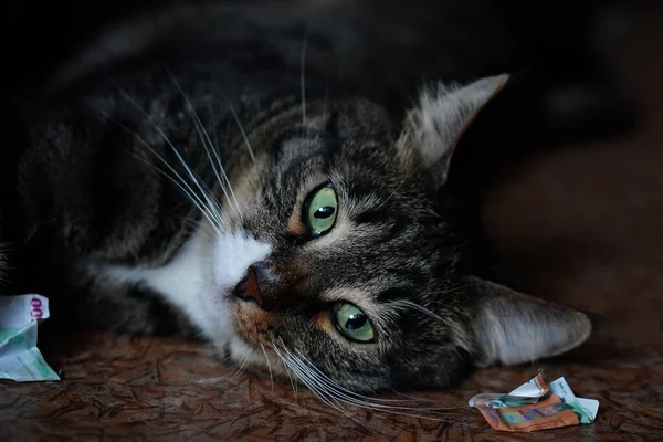 Onlar bizim için hayatın bir sayfası ve biz de onların tüm hayatıyız. Güzel bir yemekten sonra fotoğraf çekiminde bir kedi.
