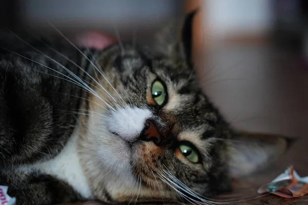 Zij Zijn Een Bladzijde Het Leven Voor Ons Wij Zijn — Stockfoto