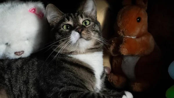 Onlar bizim için hayatın bir sayfası ve biz de onların tüm hayatıyız. Güzel bir yemekten sonra fotoğraf çekiminde bir kedi.