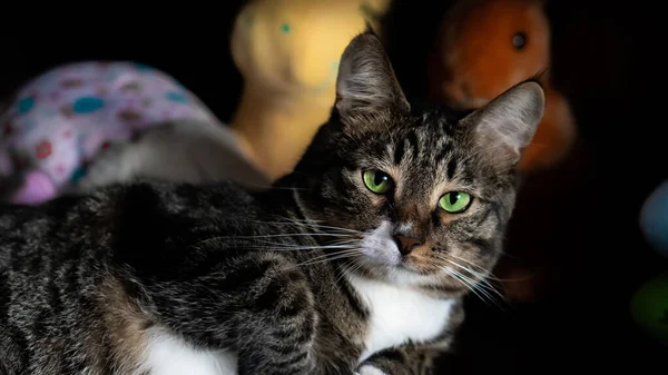 Onlar bizim için hayatın bir sayfası ve biz de onların tüm hayatıyız. Güzel bir yemekten sonra fotoğraf çekiminde bir kedi.