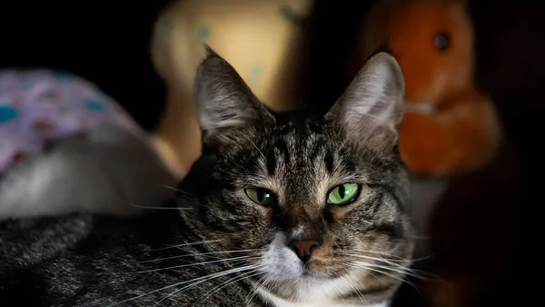 Onlar bizim için hayatın bir sayfası ve biz de onların tüm hayatıyız. Güzel bir yemekten sonra fotoğraf çekiminde bir kedi.