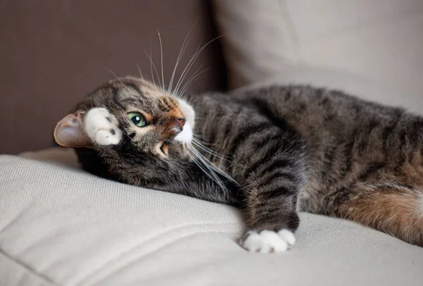 Zij Zijn Een Bladzijde Het Leven Voor Ons Wij Zijn — Stockfoto