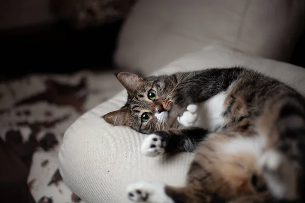 Onlar bizim için hayatın bir sayfası ve biz de onların tüm hayatıyız. Güzel bir yemekten sonra fotoğraf çekiminde bir kedi.