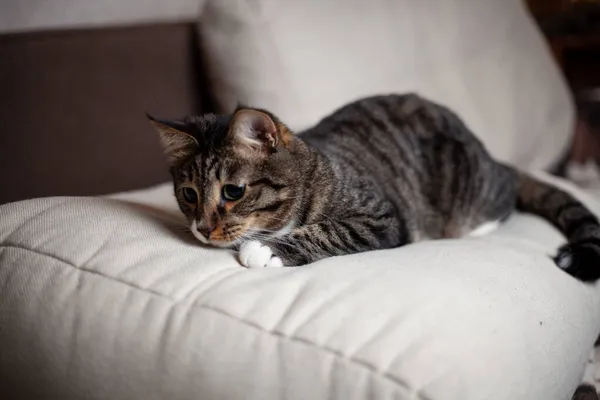 Onlar bizim için hayatın bir sayfası ve biz de onların tüm hayatıyız. Güzel bir yemekten sonra fotoğraf çekiminde bir kedi.