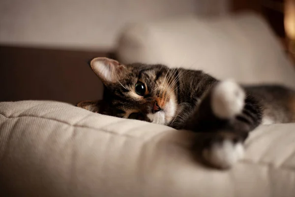 Onlar bizim için hayatın bir sayfası ve biz de onların tüm hayatıyız. Güzel bir yemekten sonra fotoğraf çekiminde bir kedi.