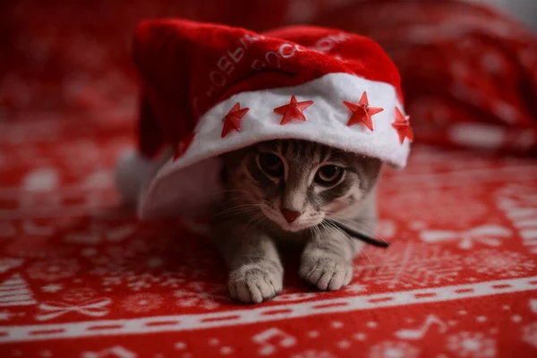 New Year Kitten Shooting — Stockfoto