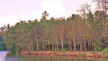 Thiruparappu Şelalesi 'nden nehrin güzel manzarası. Renk efektleri ile inanılmaz doğal bir arka plan. Hindistan, Tamilnadu 'daki Kanyakumari Bölgesi' nde hafta sonu kapısı veya piknik yeri