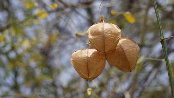 Cardiospermum Halicacabum Também Conhecido Como Balloonvine Ervilha Coração Cereja Inverno — Fotografia de Stock