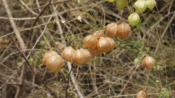 Cardiospermum Halicacabum Também Conhecido Como Balloonvine Ervilha Coração Cereja Inverno — Fotografia de Stock