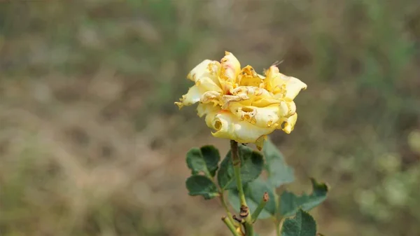 Närbild Vackra Gula Färgade Sjuka Blommor Grund Rose Midges Attack — Stockfoto