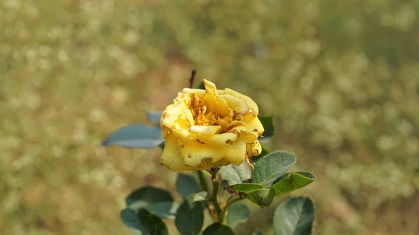 Κλείσιμο Όμορφων Κιτρινόχρωμων Άρρωστων Λουλουδιών Λόγω Της Επίθεσης Του Rose — Φωτογραφία Αρχείου