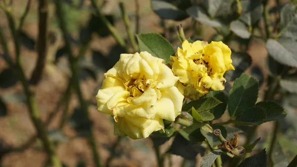 Покриття Красивих Жовтих Кольорових Хворі Квіти Через Напад Роуз Міджес — стокове фото
