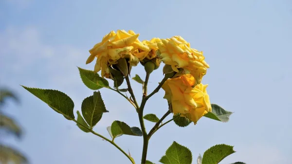 Närbild Vackra Gula Färgade Sjuka Blommor Grund Rose Midges Attack — Stockfoto