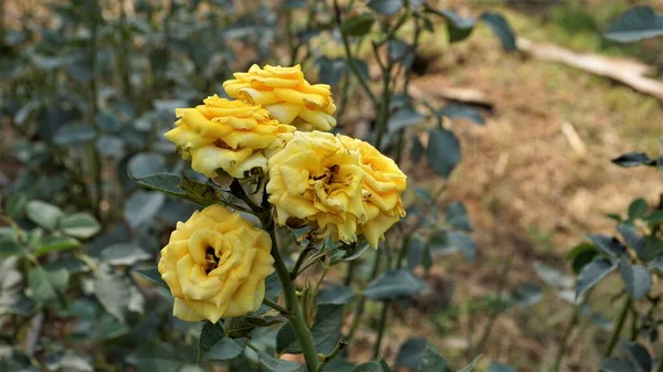 Κλείσιμο Όμορφων Κιτρινόχρωμων Άρρωστων Λουλουδιών Λόγω Της Επίθεσης Του Rose — Φωτογραφία Αρχείου