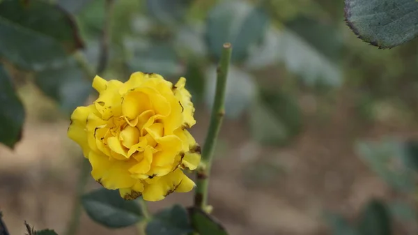 Närbild Vackra Gula Färgade Sjuka Blommor Grund Rose Midges Attack — Stockfoto