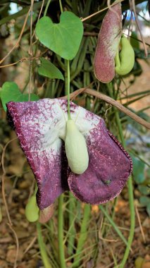 Aristolochia littoralis çiçekleri, Calico çiçeği, Hollandalı piposu vs.