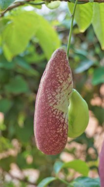 Aristolochia littoralis çiçekleri, Calico çiçeği, Hollandalı piposu vs.