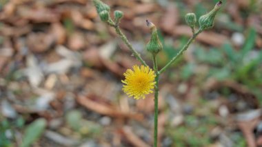 Sonchus asper. Dikenli dişi domuz, sert süt devedikeni vs. olarak da bilinir. Çiçekler Madiwala Gölü, Bangalore, Karnataka, Hindistan 'da görüldü.