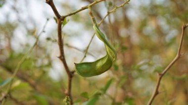 Pithecellobium dulce, Manila tamarind, Camachile, Guayamochil, Madrasthorn, Blackboncuk vs. olarak da bilinir. Bangalore, Madiwala Gölü 'nde görüldü.