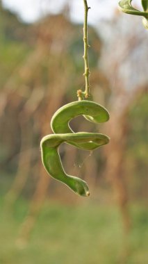 Pithecellobium dulce, Manila tamarind, Camachile, Guayamochil, Madrasthorn, Blackboncuk vs. olarak da bilinir. Geleneksel tıpta kullanılır.