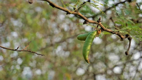 Acacia Farnesiana Nın Taze Yeşilimsi Meyveleri Ayrıca Sweet Acacia Huisache — Stok fotoğraf