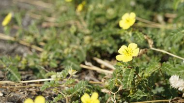 Tribulus terrestris Caltrop, Tribulus, Catshead, Common dubbletjie, Puncturevine, Goat head, Devils thorn, Devils weed, Small caltrops, Land calotrops, Calthrop, Devils kirpik olarak da bilinir. Kanyakumari plajı, Tamilnadu, Hindistan 'da görüldü.