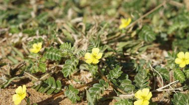 Tribulus terrestris Caltrop, Tribulus, Catshead, Common dubbletjie, Puncturevine, Goat head, Devils thorn, Devils weed, Small caltrops, Land calotrops, Calthrop, Devils kirpik olarak da bilinir. Kanyakumari plajı, Tamilnadu, Hindistan 'da görüldü.