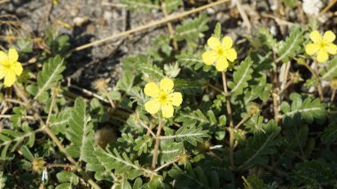 Tribulus terrestris Caltrop, Tribulus, Catshead, Common dubbletjie, Puncturevine, Goat head, Devils thorn, Devils weed, Small caltrops, Land calotrops, Calthrop, Devils kirpik olarak da bilinir. Kanyakumari plajı, Tamilnadu, Hindistan 'da görüldü.