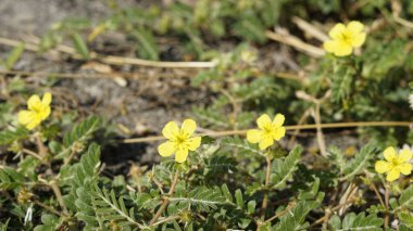 Tribulus terrestris Caltrop, Tribulus, Catshead, Common dubbletjie, Puncturevine, Goat head, Devils thorn, Devils weed, Small caltrops, Land calotrops, Calthrop, Devils kirpik olarak da bilinir. Kanyakumari plajı, Tamilnadu, Hindistan 'da görüldü.