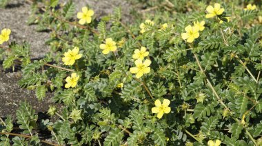 Tribulus terrestris Caltrop, Tribulus, Catshead, Common dubbletjie, Puncturevine, Goat head, Devils thorn, Devils weed, Small caltrops, Land calotrops, Calthrop, Devils kirpik olarak da bilinir. Kanyakumari plajı, Tamilnadu, Hindistan 'da görüldü.