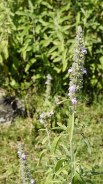 Hindistan 'ın tropikal ve subtropikal bölgelerinde yaşayan Lamiaceae ailesine ait Malabar catmint olarak bilinen Anisomeles malabarica ve Sri Lanka. Kanyakumari Bölgesi, Tamilnadu 'da görüldü.