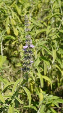 Hindistan 'ın tropikal ve subtropikal bölgelerinde yaşayan Lamiaceae ailesine ait Malabar catmint olarak bilinen Anisomeles malabarica ve Sri Lanka. Kanyakumari Bölgesi, Tamilnadu 'da görüldü.