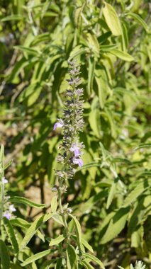 Hindistan 'ın tropikal ve subtropikal bölgelerinde yaşayan Lamiaceae ailesine ait Malabar catmint olarak bilinen Anisomeles malabarica ve Sri Lanka. Kanyakumari Bölgesi, Tamilnadu 'da görüldü.