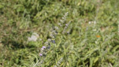 Hindistan 'ın tropikal ve subtropikal bölgelerinde yaşayan Lamiaceae ailesine ait Malabar catmint olarak bilinen Anisomeles malabarica ve Sri Lanka. Kanyakumari Bölgesi, Tamilnadu 'da görüldü.