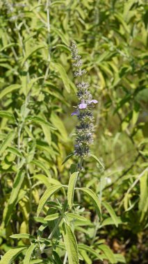 Hindistan 'ın tropikal ve subtropikal bölgelerinde yaşayan Lamiaceae ailesine ait Malabar catmint olarak bilinen Anisomeles malabarica ve Sri Lanka. Kanyakumari Bölgesi, Tamilnadu 'da görüldü.