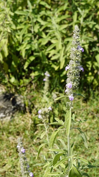 Hindistan 'ın tropikal ve subtropikal bölgelerinde yaşayan Lamiaceae ailesine ait Malabar catmint olarak bilinen Anisomeles malabarica ve Sri Lanka. Kanyakumari Bölgesi, Tamilnadu 'da görüldü.