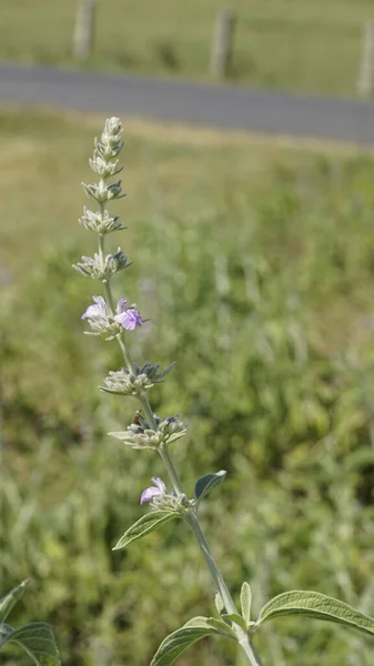 Anisomeles Malabarica Běžně Známý Jako Malabar Katmint Patřící Čeledi Lamiaceae — Stock fotografie