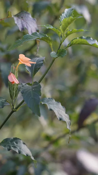 Crossandra Infundibuliformis Також Відома Квітка Firecracker Вид Квіткових Рослин Родині — стокове фото