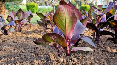 Canna indica ya da Lily 'nin güzel çocuk bahçesi