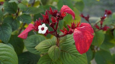 Mussaenda eritrophylla. Ashanti Blood olarak da bilinir.