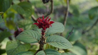 Mussaenda eritrophylla. Ashanti Blood olarak da bilinir.