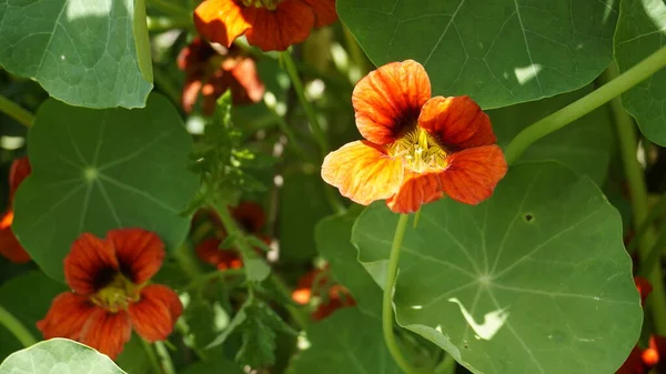 Tropaeolum Mamaus Garden Nasturtium Indian Cress 등으로 도알려져 — 스톡 사진