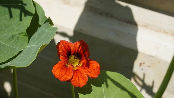 Tropaeolum Mamaus Garden Nasturtium Indian Cress 등으로 도알려져 — 스톡 사진