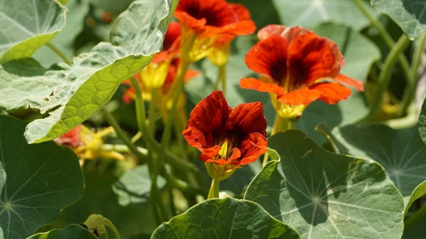 Tropaeolum Mamaus Garden Nasturtium Indian Cress 등으로 도알려져 — 스톡 사진