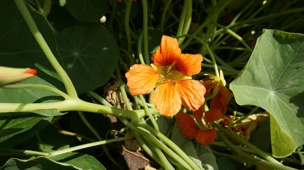 Tropaeolum Mamaus Garden Nasturtium Indian Cress 등으로 도알려져 — 스톡 사진