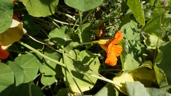 Tropaeolum Majus Επίσης Γνωστό Ναστούρτιο Κήπου Ινδικό Κάρδαμο — Φωτογραφία Αρχείου