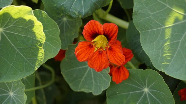 Tropaeolum Majus Επίσης Γνωστό Ναστούρτιο Κήπου Ινδικό Κάρδαμο — Φωτογραφία Αρχείου