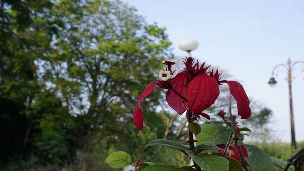 Mussaenda Erythrophylla Também Conhecido Como Sangue Ashanti — Fotografia de Stock